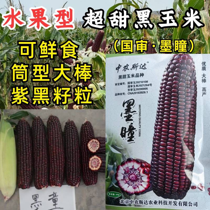 墨瞳黑甜玉米种子大棒超甜鲜食黑甜糯软糯水果型甜脆黑玉米种