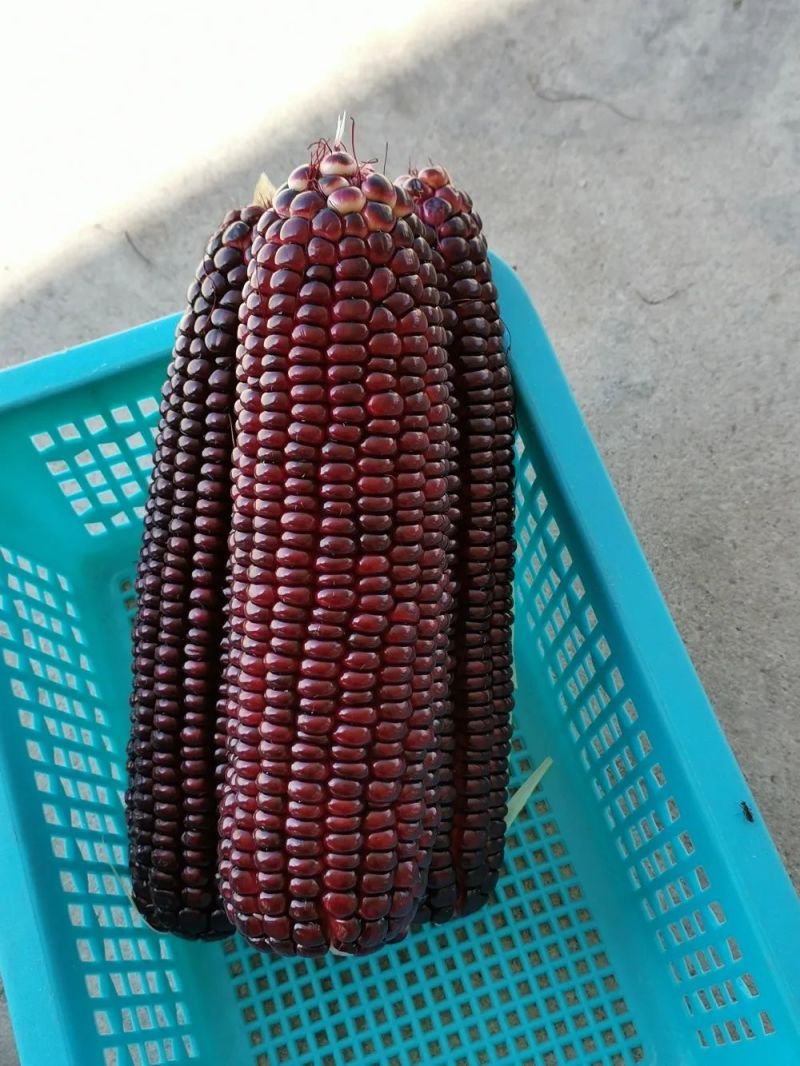 墨瞳黑甜玉米种子大棒超甜鲜食黑甜糯软糯水果型甜脆黑玉米种