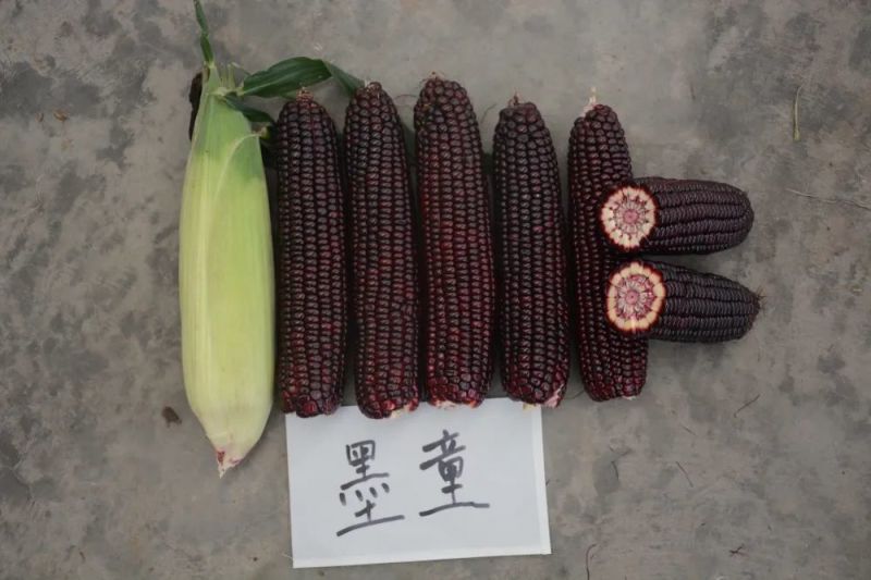 墨瞳黑甜玉米种子大棒超甜鲜食黑甜糯软糯水果型甜脆黑玉米种