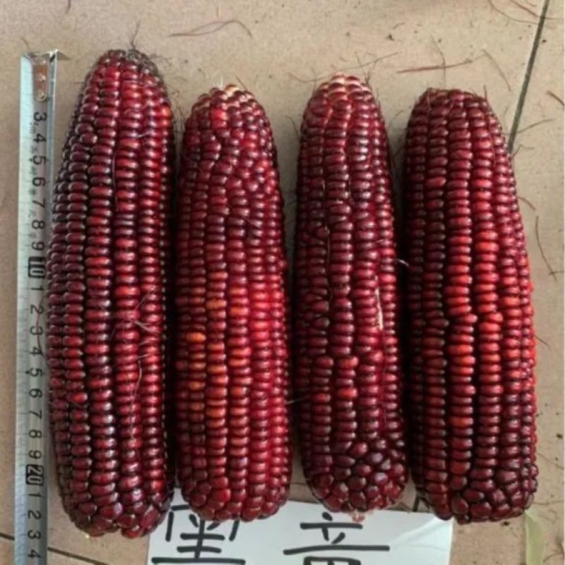 墨瞳黑甜玉米种子大棒超甜鲜食黑甜糯软糯水果型甜脆黑玉米种