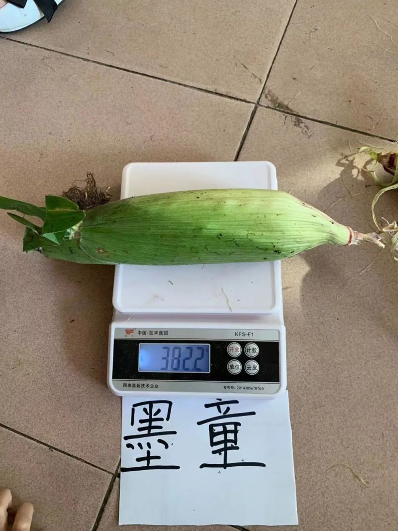 墨瞳黑甜玉米种子大棒超甜鲜食黑甜糯软糯水果型甜脆黑玉米种