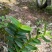 蜈蚣兰石斛