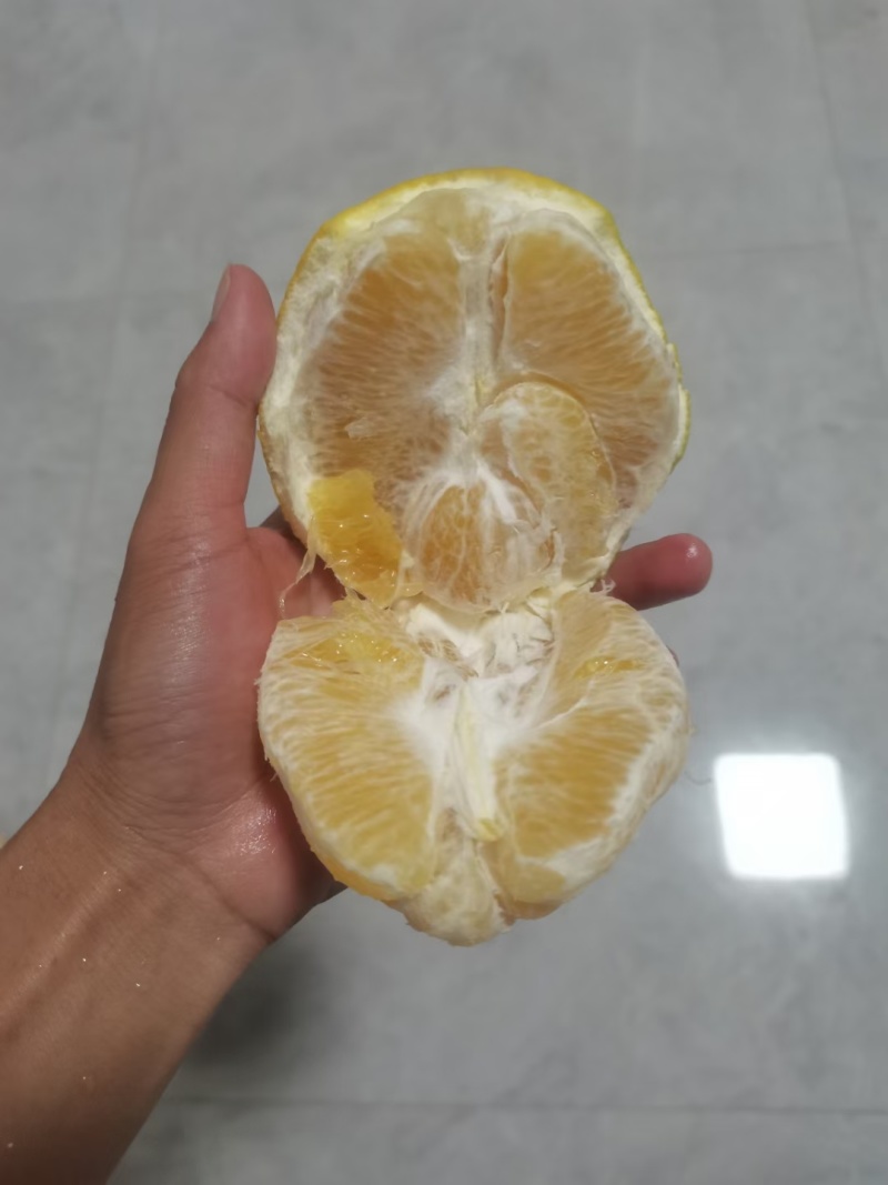 广西富川脐橙想了解*************
