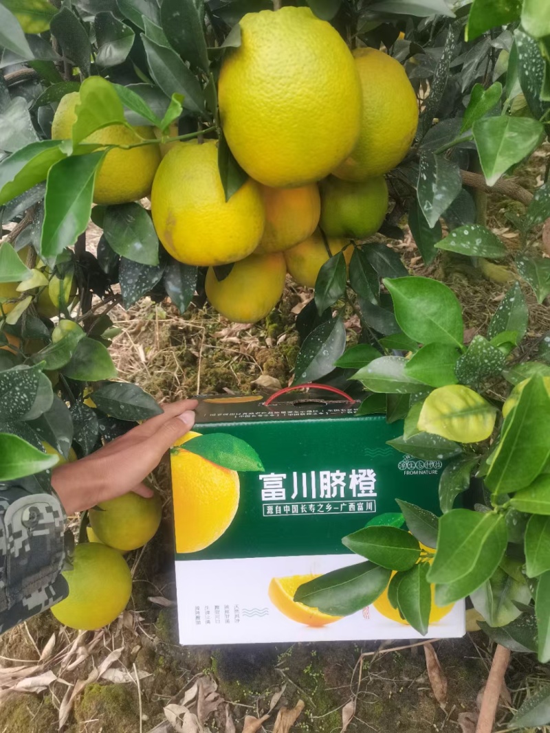 广西富川脐橙想了解*************