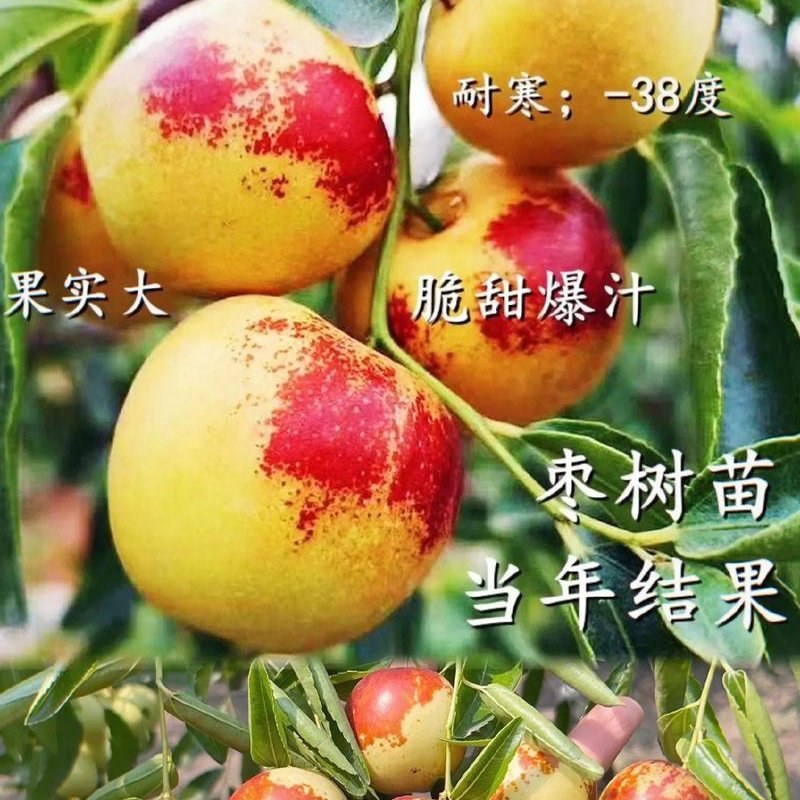 枣树苗品种纯正基地签约发苗包成活包结果