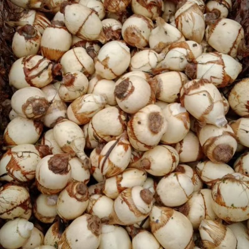新鲜簕茨菇，曲靖当地产，品质保证，价格优惠