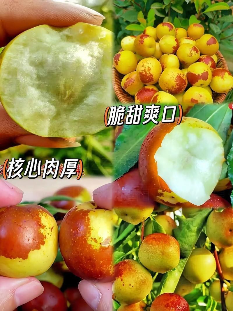 枣树苗品种纯正基地签约发苗包成活包结果