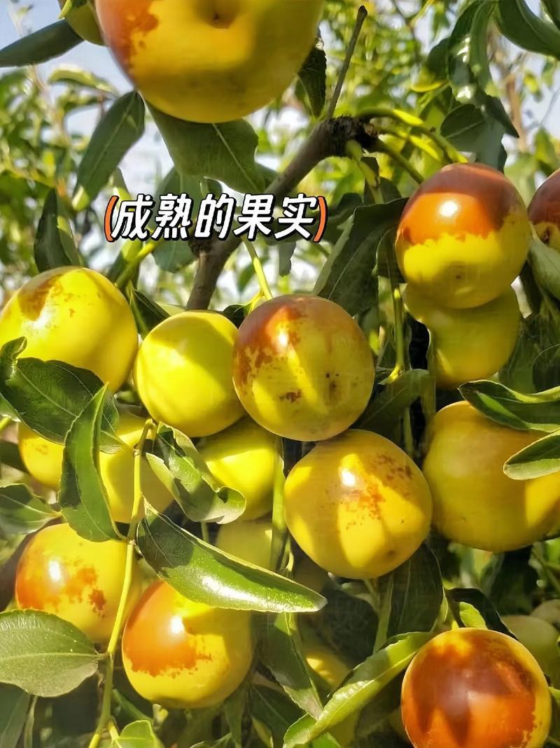 枣树苗品种纯正基地签约发苗包成活包结果