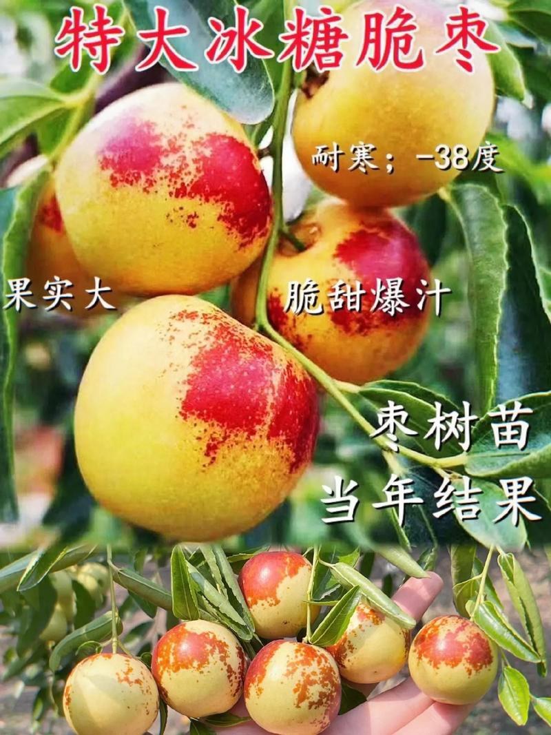 枣树苗品种纯正基地签约发苗包成活包结果
