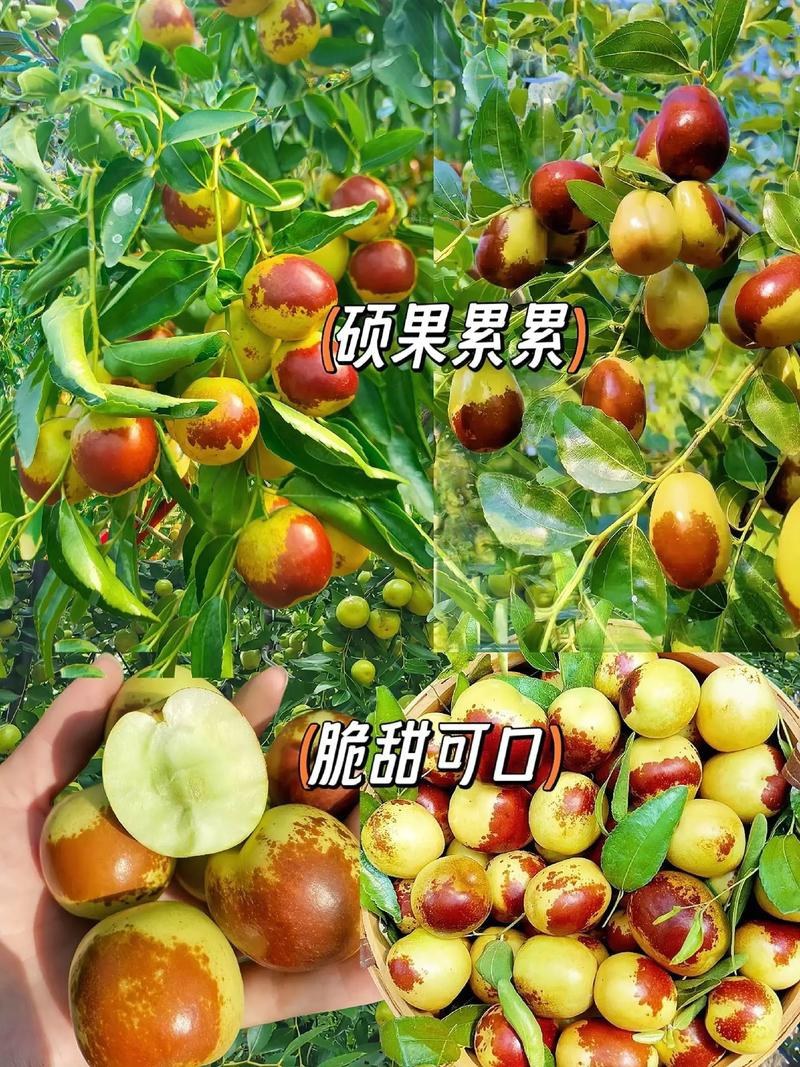枣树苗品种纯正基地签约发苗包成活包结果