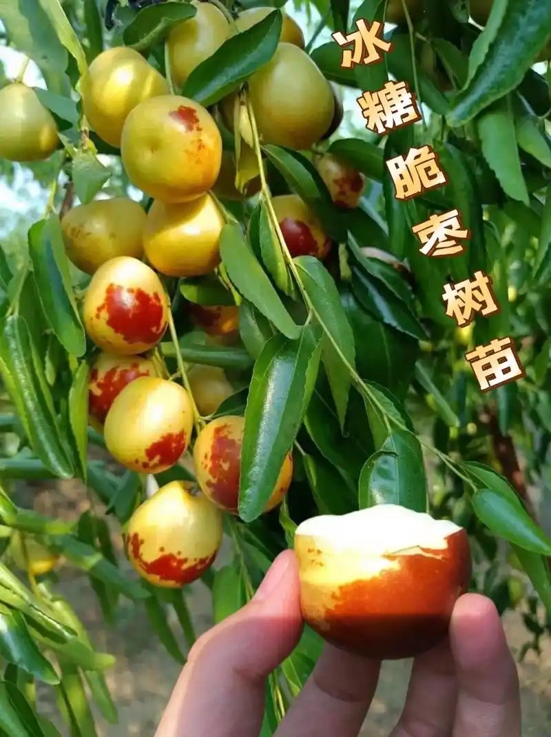 枣树苗品种纯正基地签约发苗包成活包结果