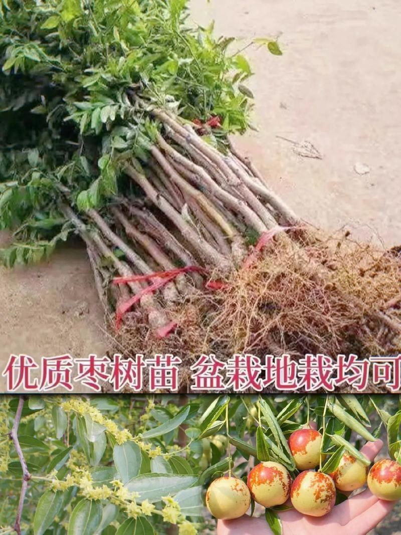 枣树苗品种纯正基地签约发苗包成活包结果