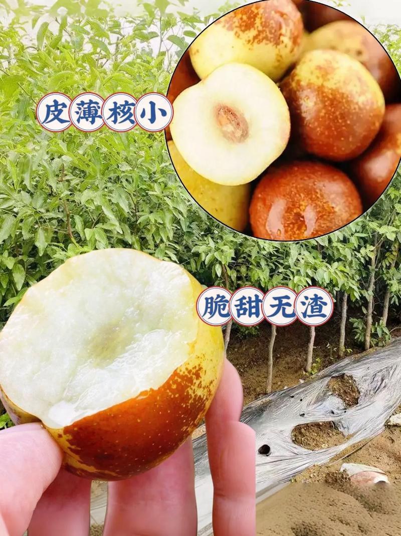 枣树苗品种纯正基地签约发苗包成活包结果