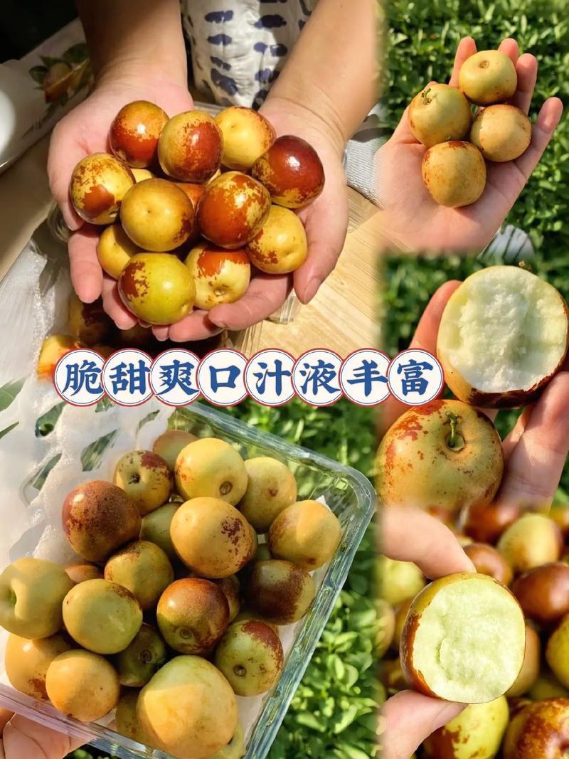 枣树苗品种纯正基地签约发苗包成活包结果