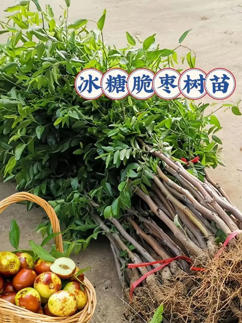 枣树苗品种纯正基地签约发苗包成活包结果