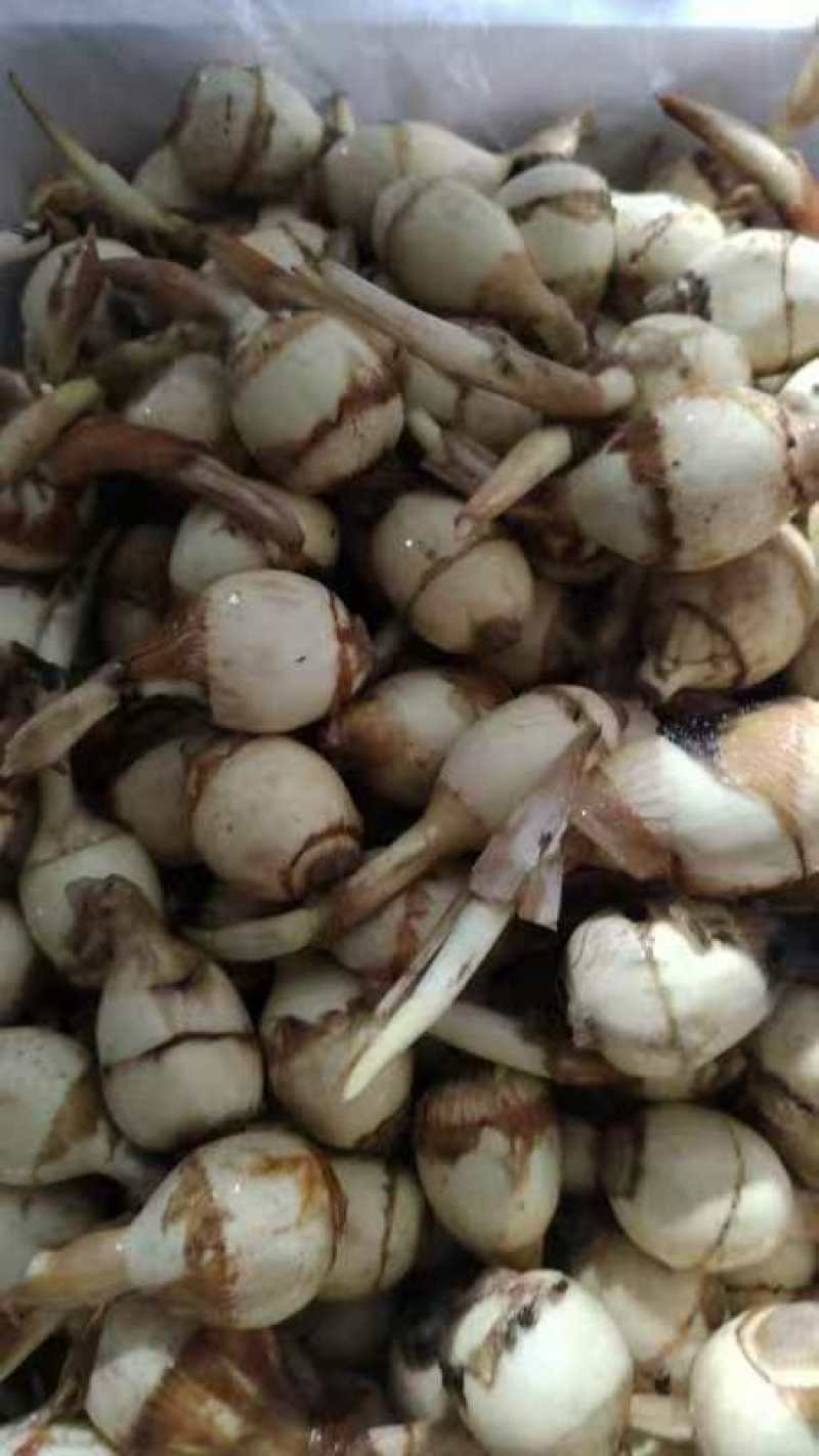 新鲜簕茨菇，无芽茨菇，曲靖当地产，品质保证