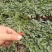 红果西红柿苗，适合南方湿热天气，高抗病毒，青枯根腐病