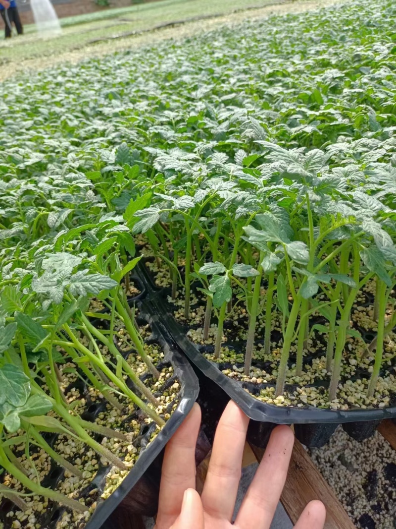 红果西红柿苗，适合南方湿热天气，高抗病毒，青枯根腐病