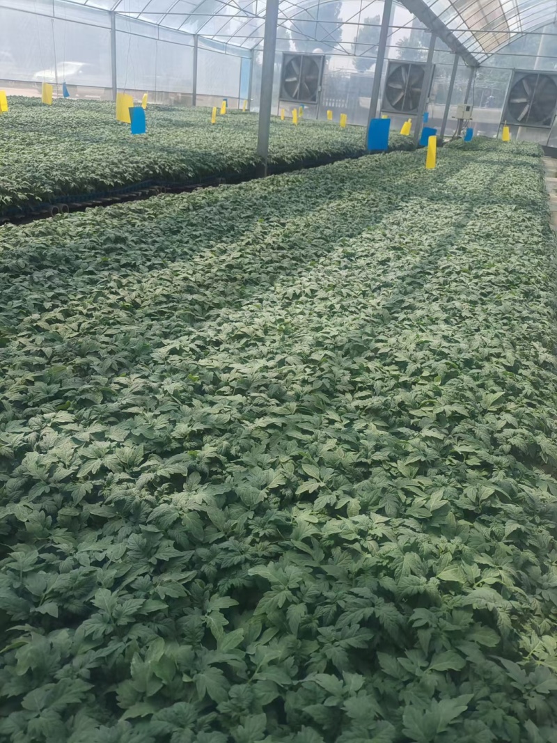 红果西红柿苗，适合南方湿热天气，高抗病毒，青枯根腐病
