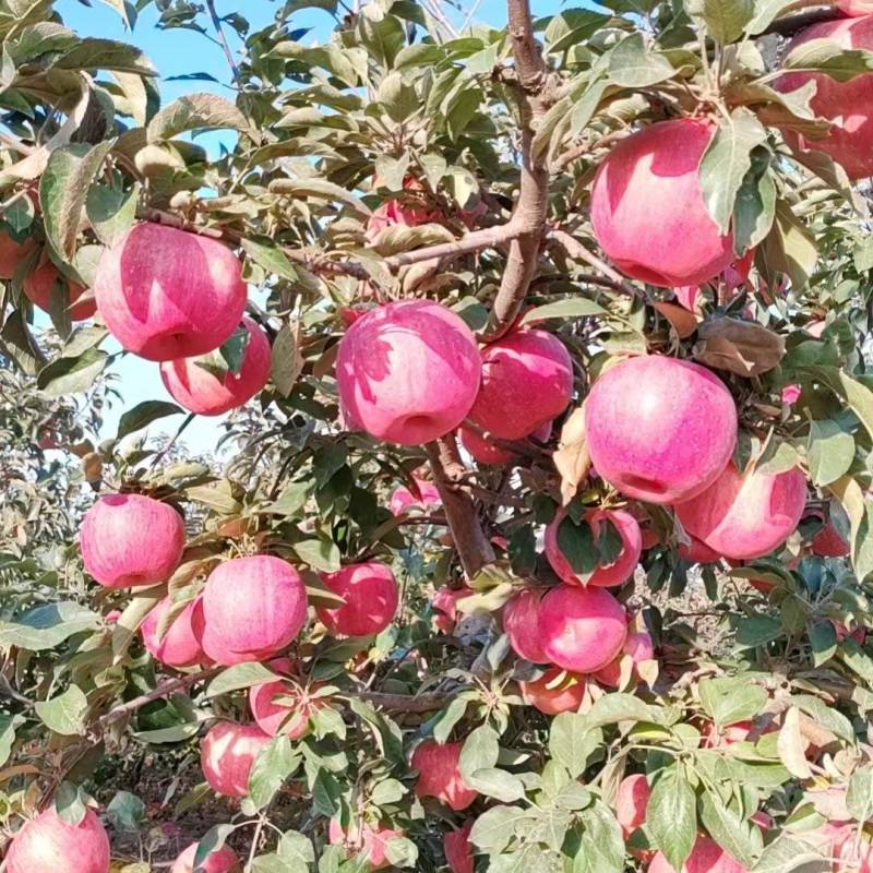 绥中纯正寒富苹果产地货源量大质优可视频看货