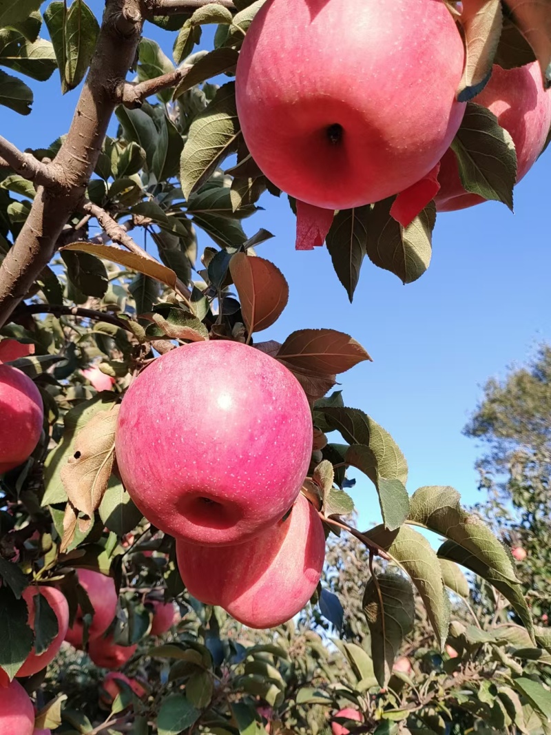 绥中纯正寒富苹果产地货源量大质优可视频看货