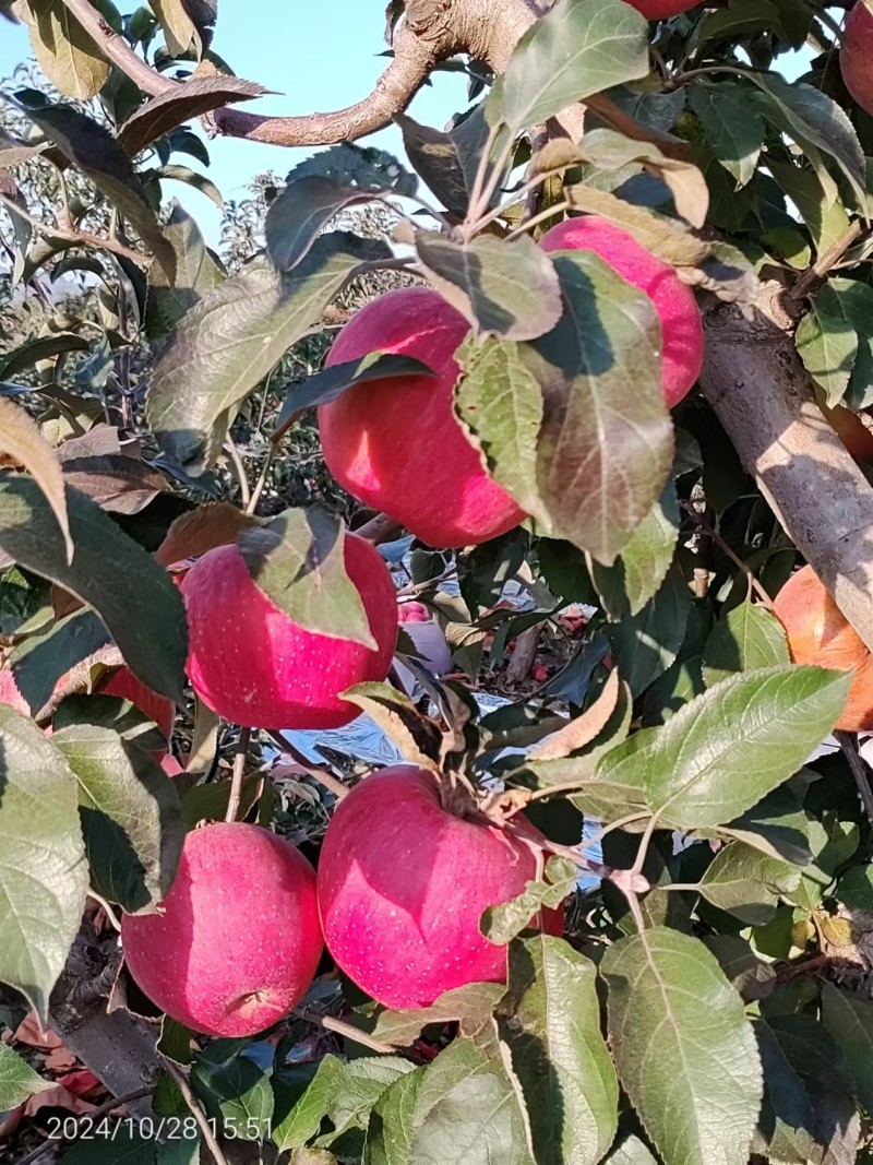 绥中纯正寒富苹果产地货源量大质优可视频看货