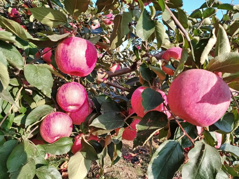 绥中纯正寒富苹果产地货源量大质优可视频看货