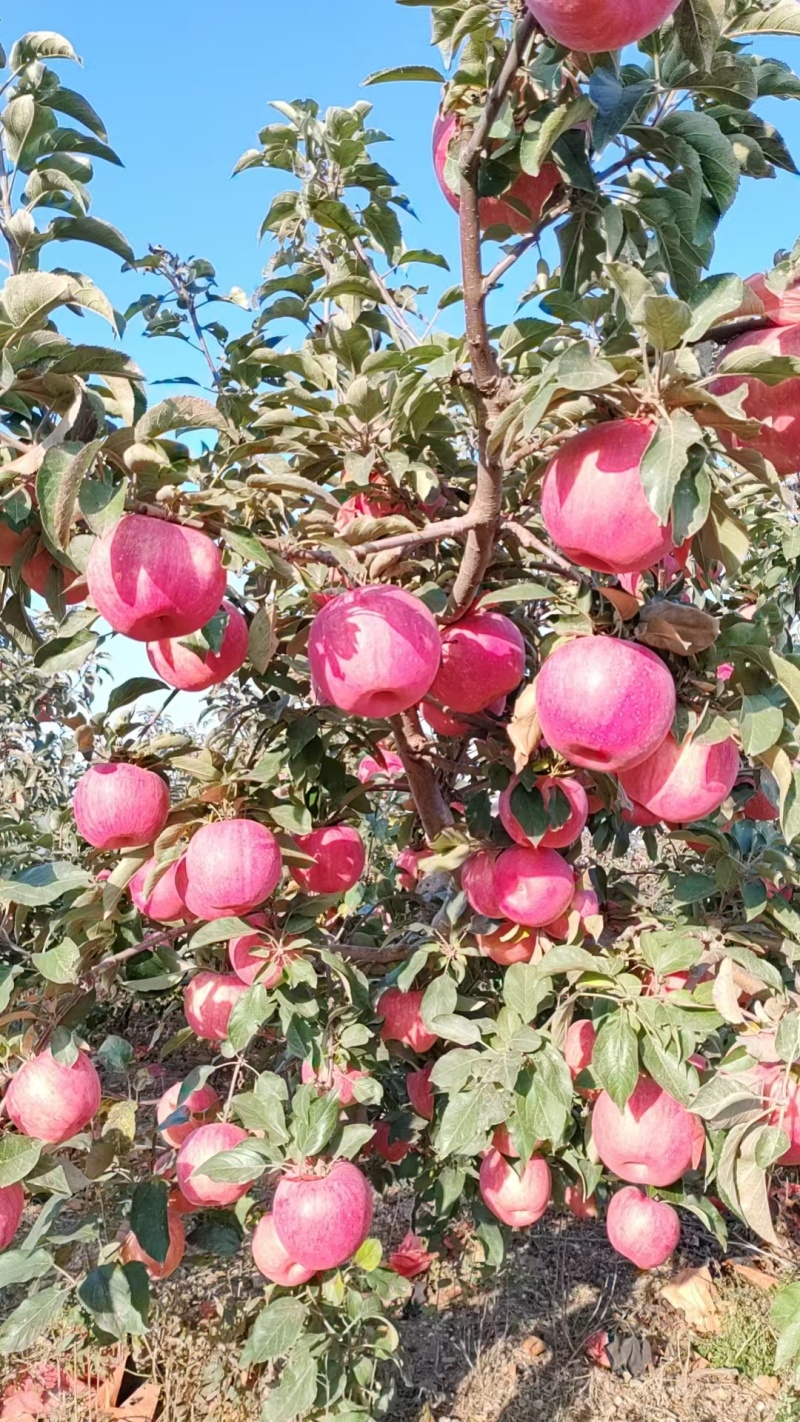 绥中纯正寒富苹果产地货源量大质优可视频看货