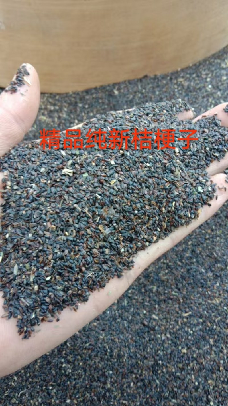 纯新桔梗籽桔梗种子精品新货无杂质