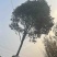 桂花树，10公分桂花树，苗木基地直发价格实惠欢迎来电