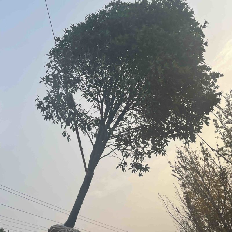 桂花树，10公分桂花树，苗木基地直发价格实惠欢迎来电