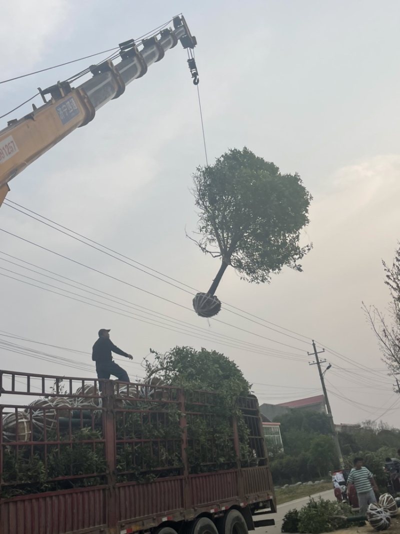 桂花树，10公分桂花树，苗木基地直发价格实惠欢迎来电
