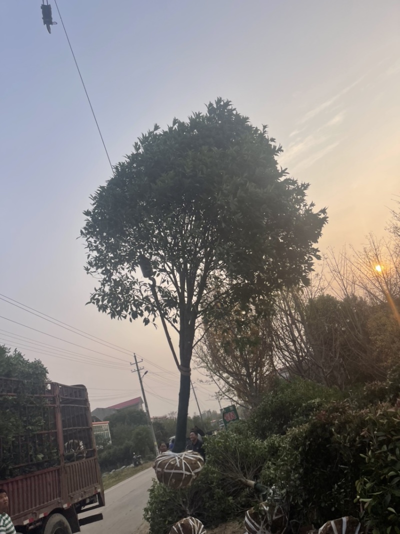 桂花树，10公分桂花树，苗木基地直发价格实惠欢迎来电