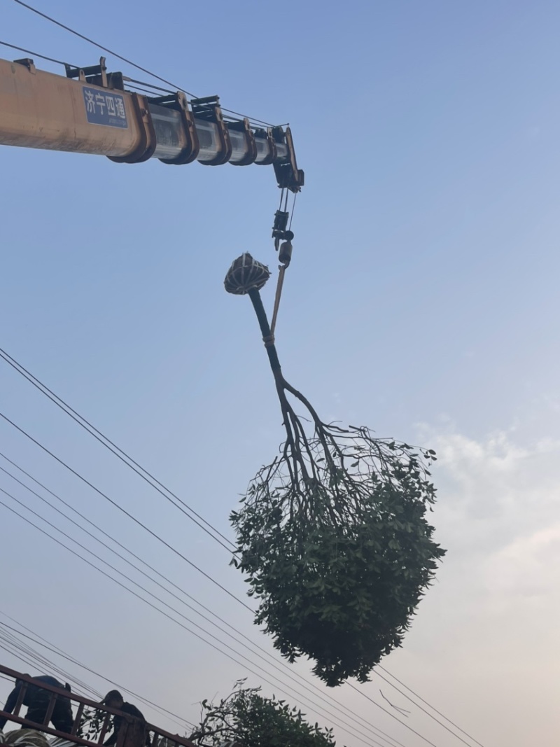 桂花树，10公分桂花树，苗木基地直发价格实惠欢迎来电