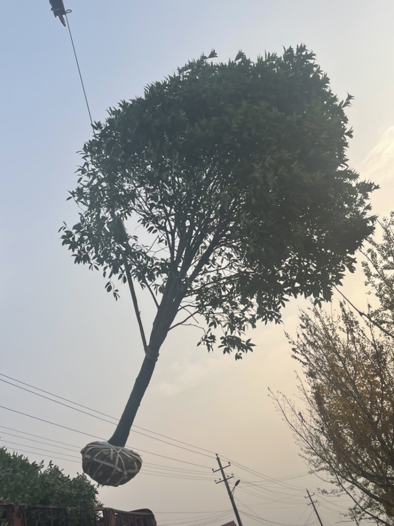 桂花树，10公分桂花树，苗木基地直发价格实惠欢迎来电