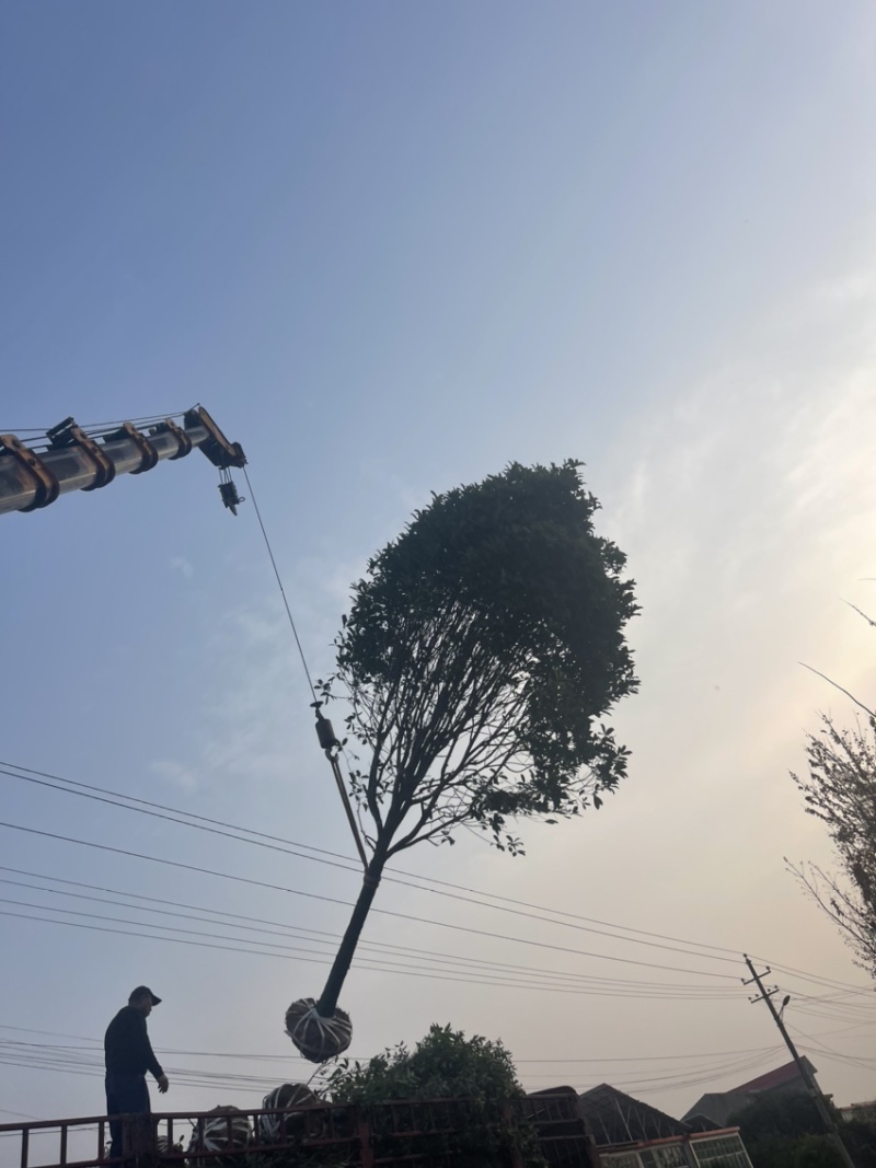 桂花树，10公分桂花树，苗木基地直发价格实惠欢迎来电