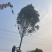 桂花树，10公分桂花树，苗木基地直发价格实惠欢迎来电