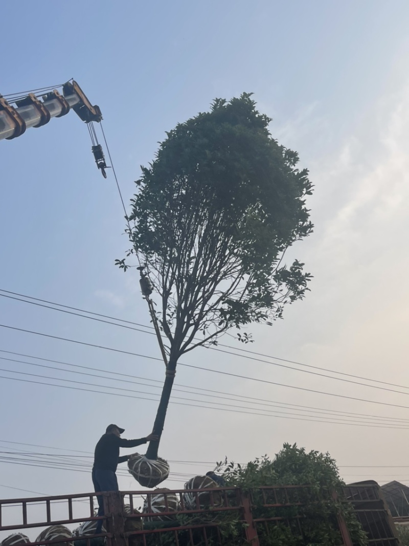 桂花树，10公分桂花树，苗木基地直发价格实惠欢迎来电