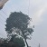 桂花树，10公分桂花树，苗木基地直发价格实惠欢迎来电