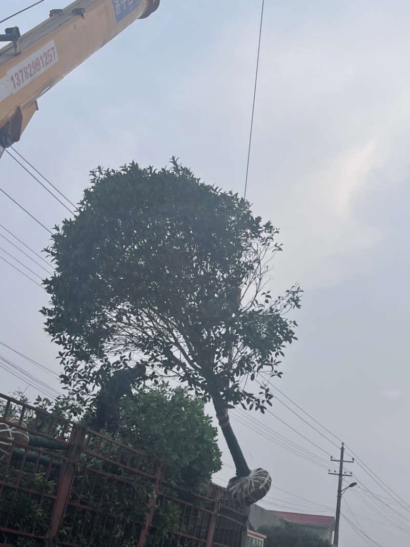 桂花树，10公分桂花树，苗木基地直发价格实惠欢迎来电