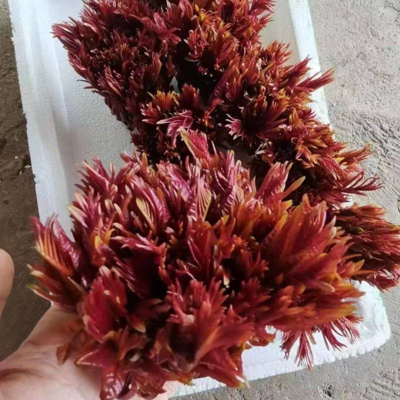 四川达州香椿芽鲜香椿芽产地货源量大质优品质保证