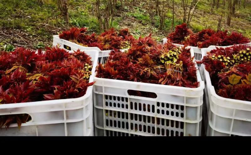 四川达州香椿芽鲜香椿芽产地货源量大质优品质保证