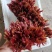 红香椿芽鲜香椿芽大量上市一手产地货源量大质优