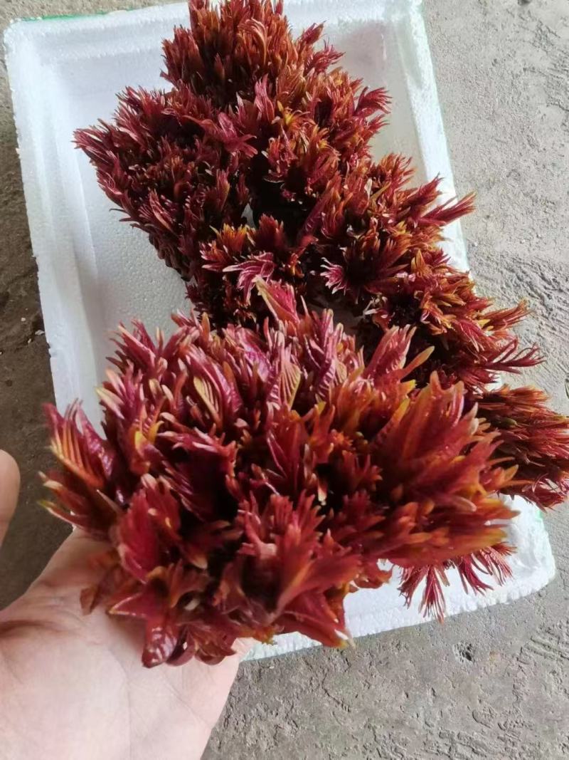 红香椿芽鲜香椿芽大量上市一手产地货源量大质优
