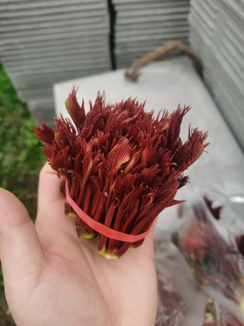 红香椿芽鲜香椿芽大量上市一手产地货源量大质优