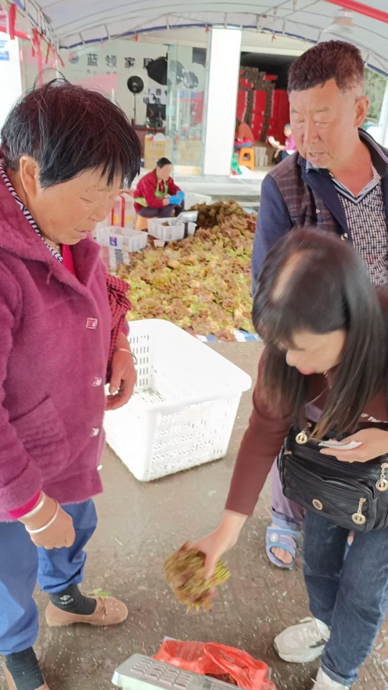 红香椿芽鲜香椿芽大量上市一手产地货源量大质优