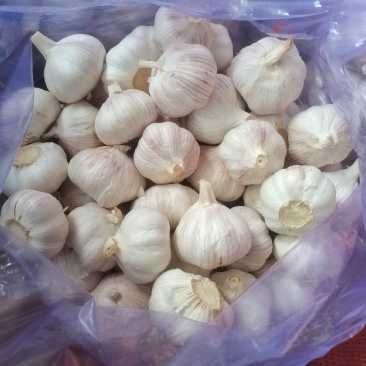金乡太空紫皮大蒜，品质保证，一手货源，对接各地批发商超，