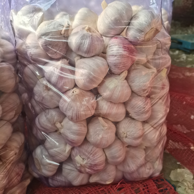 金乡太空紫皮大蒜，品质保证，一手货源，对接各地批发商超，