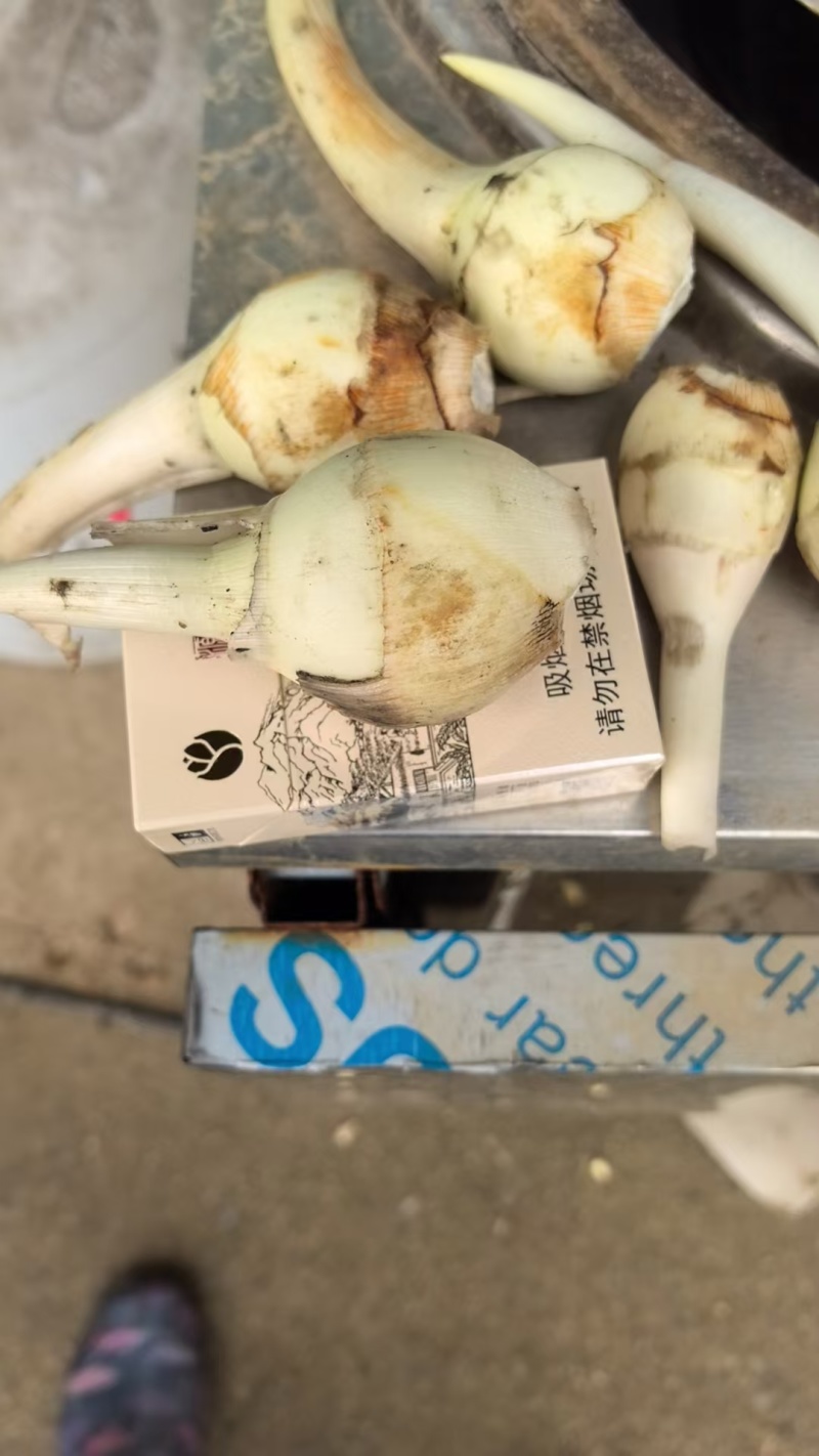 精品茨菇产地直供/价格合理/供超市电商社团等，全国发货