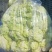 黄心娃娃菜